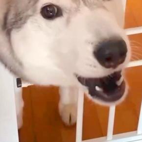母が帰ってくると大喜びする大型犬→父の場合を見てみると…あからさますぎる『態度の違い』が187万再生「分かりやすいw」「反応に笑った」