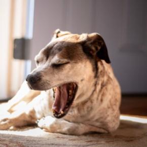 『寝ぼけている犬』がやりがちな行動6つ　人間のような仕草をみせることはあるの？