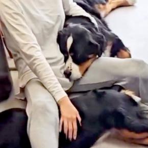超大型犬4匹と暮らしたら、諦めなければいけないこと→自分の大きさを理解していない『幸せの大渋滞』が36万再生「甘えん坊」「最高の生活」