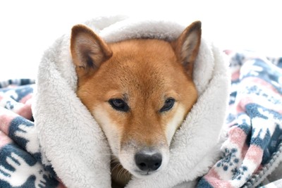 毛布にくるまる柴犬