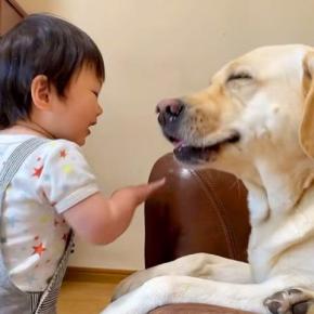 くしゃみが止まらなくなった大型犬→1歳の女の子は『笑い』が止まらなくなって…尊すぎるやり取りが43万再生「可愛い」「一日の疲れ吹き飛ぶ」