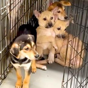 隅で震える『野犬の子犬』→恐怖に怯えた表情をしている中、家にいる犬と会わせてみた結果…奇跡的な光景が58万再生「母性に感動」「幸せに」