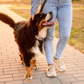 『甘え上手な犬』がみせるサイン7選　愛嬌があるワンコの共通点や愛犬が喜ぶ飼い主の対応まで