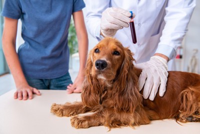動物病院で行う犬の採血のイメージ