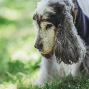 犬の『震えが止まらない』原因5つ　寒いだけじゃない？病気の可能性まで解説