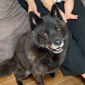 水が苦手な犬に『お風呂入ろう』と声を掛けた結果→笑顔から真顔になって…絶対に入ろうとしない光景に反響「降参ポーズ可愛いｗ」「笑った」