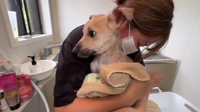 不安そうに抱っこされる