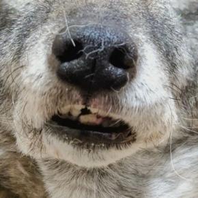 『寝起き直後の犬』を撮影した結果→まるで人間のようで…思わず吹き出す『まさかの表情』に1万いいね「おもろすぎるww」「めちゃくちゃ好き」