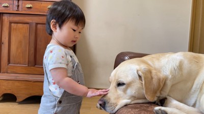 優しくナデナデ