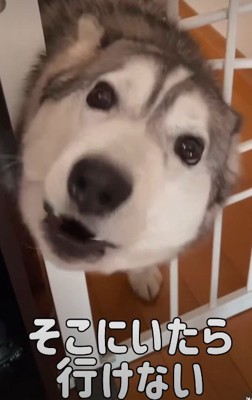 「早く来て！」