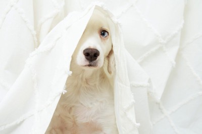 不安げな犬