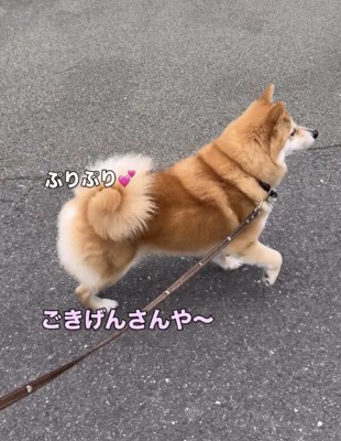 散歩中、なにげなく『犬の名前』を呼んでみた結果→言葉にならないほど『尊すぎるお返事』が229万再生「惚れた」「笑顔に変わるの最高かよ」