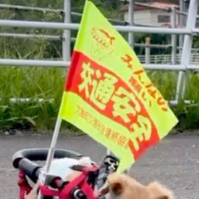 朝、車椅子の犬が『交通安全の旗』をつけてお散歩へ→一生懸命歩いて…思わず二度見する『尊いパトロール』に反響「めちゃ可愛い」「元気もらえる」