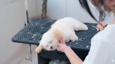 ぐっすり眠るぽぬちゃん