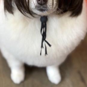 ハロウィンの時期に『犬をトリミングサロンに連れて行った』結果→『仮装写真』が送られてきて…まさかの光景に3万いいね「クセw」「表情最高」
