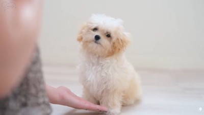 おすわりするぽぬちゃん