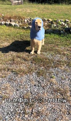 遠くで鳴る車のエンジン音に耳をそばだてる犬
