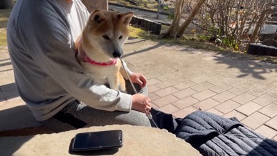 休憩中はお膝の上にお座り