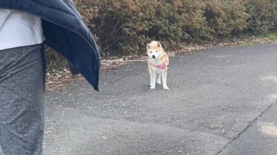 「疲れて歩けないよ~…」