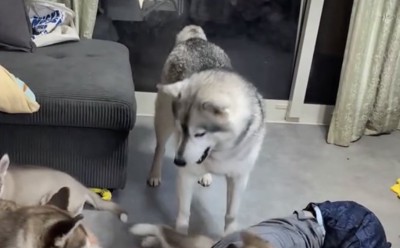 赤ちゃん犬たちの甘え方とは…？