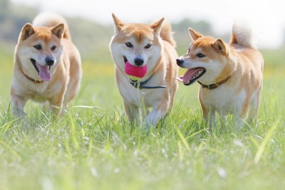 柴犬3匹
