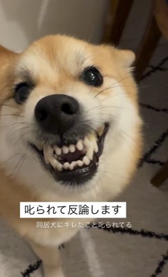歯をむき出しにする犬