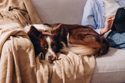 夫婦の間で丸くなる犬