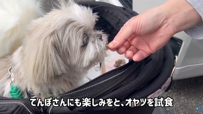 試食中はお目目がキラキラ