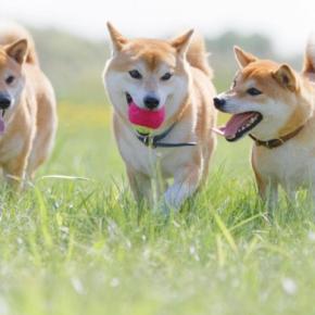 犬の『性格』はいつ決まるの?性質を左右する3つの要因やお世話の注意点まで解説