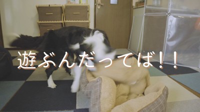 ベッドを振り回して「遊ぶの!」と主張