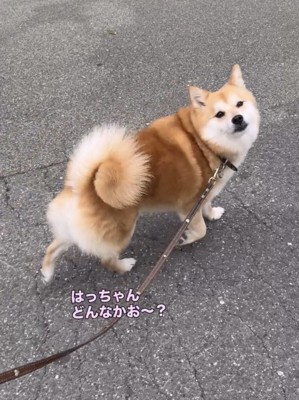 飼い主を振り返る犬
