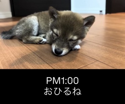 床に寝そべって眠る子犬
