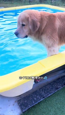 プールの縁からプールの中を見つめる犬