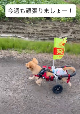 猛スピードでダッシュ!