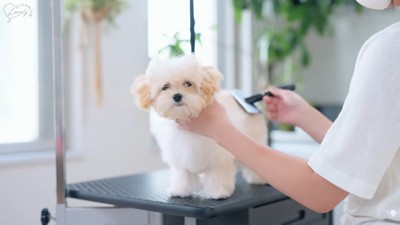 ブラッシングされるぽぬちゃん