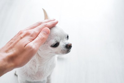 人に頭をなでられているチワワ