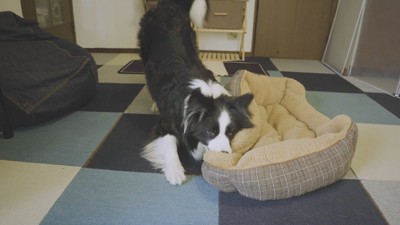 ベッドを持ってきました
