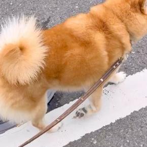 散歩中、なにげなく『犬の名前』を呼んでみた結果→言葉にならないほど『尊すぎるお返事』が229万再生「惚れた」「笑顔に変わるの最高かよ」