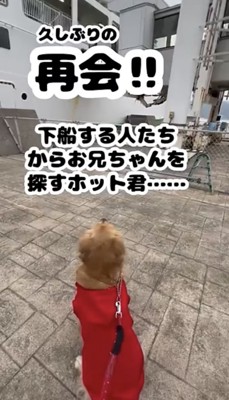 船着き場でお座りする犬