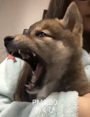 抱っこされて大きなあくびをする子犬