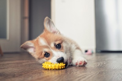 おもちゃで遊ぶ子犬