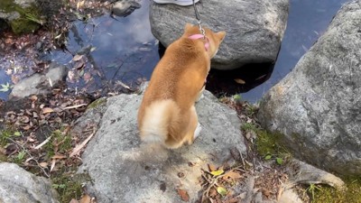 パパさんの前では渡れないフリ