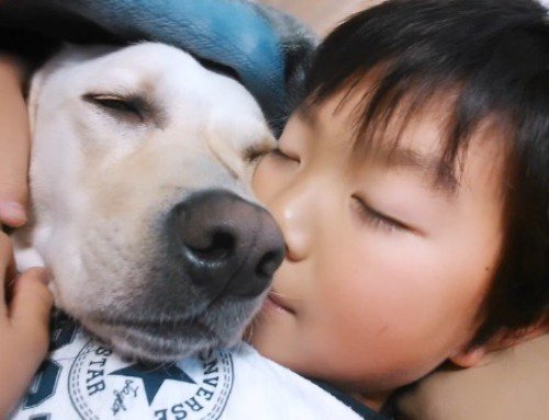 小さい頃から男の子たちと育った大型犬→闘病の末、お別れが訪れ…忘れられない『17年間の記憶』が25万再生「大切な宝物」「涙がとまらない」