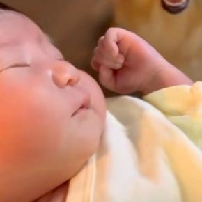 生まれたばかりの赤ちゃんと一緒に帰宅→大型犬が『新しい家族』と気づくと…一瞬で表情が変わる光景が100万再生「涙出そう」「顔たまらん」