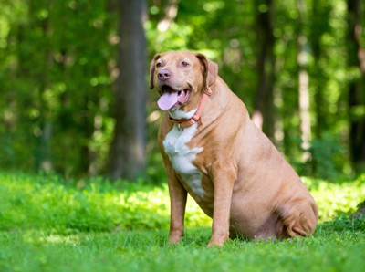 原っぱの上に座っている肥満体型の犬