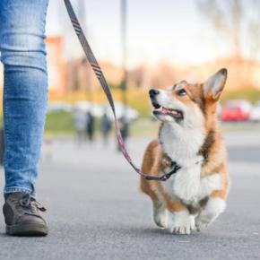 最新ガイドラインを紐解く!散歩してるのに「犬が太る理由」と対策について【獣医師執筆】