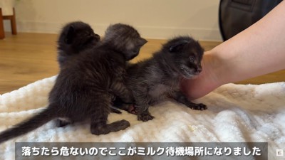 保護された赤ちゃん猫