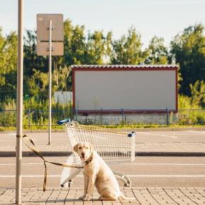 愛犬を『誘拐』から守るにはどうしたらいいの?飼い主が日常生活で徹底すべきことや防犯対策まで