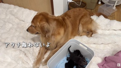 まるで本当のママみたい