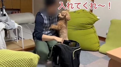 リュックに入りたいバッキーくん